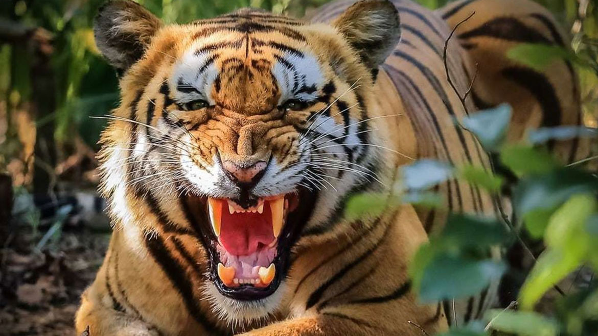 kerala tiger news